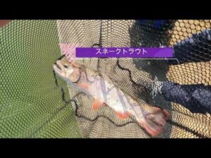 エリアトラウト(管理釣り場)で出会える美しい魚たち！①