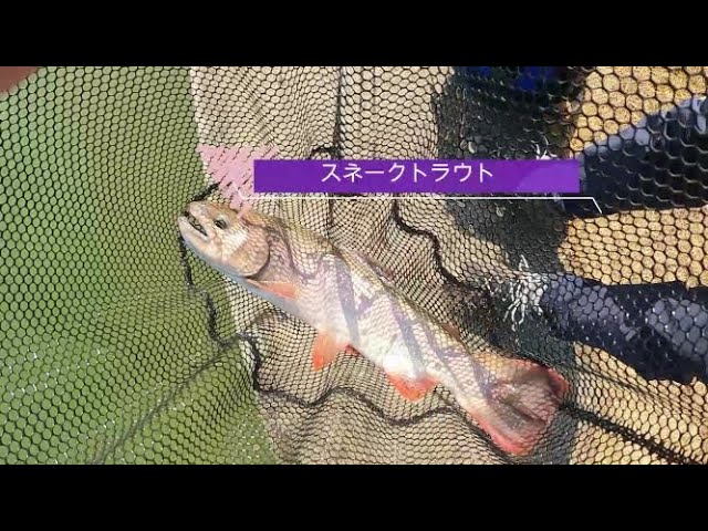 エリアトラウト(管理釣り場)で出会える美しい魚たち!①