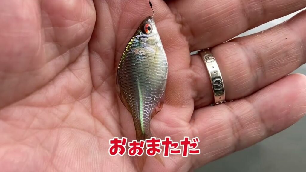 手賀沼の川筋で小物釣り「タナゴがキレイだった」