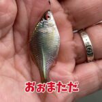 手賀沼の川筋で小物釣り「タナゴがキレイだった」