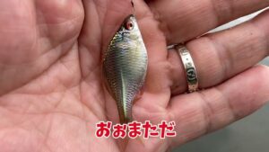 手賀沼の川筋で小物釣り「タナゴがキレイだった」