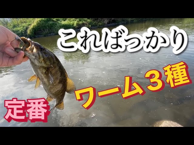 【小貝川バス釣り】どこ行っても釣れる王道ワーム スモールマウス