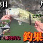 丹沢湖でテキサスで釣れすぎました。　#バス釣り　#丹沢湖