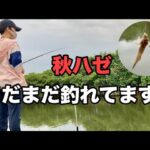 【浜名湖 ハゼ釣り】秋ハゼ まだまだ釣れてます✨#延べ竿