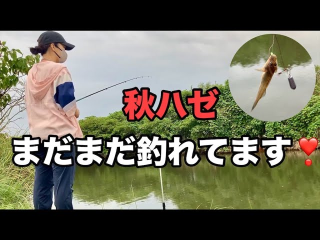 【浜名湖 ハゼ釣り】秋ハゼ まだまだ釣れてます✨#延べ竿