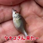 木更津沖堤防と手賀沼の川筋に通った週末「アジングと小物釣り」