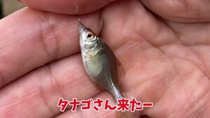 木更津沖堤防と手賀沼の川筋に通った週末「アジングと小物釣り」