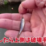 手賀沼で小物釣り「春来たかも？」