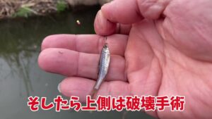 手賀沼で小物釣り「春来たかも？」