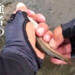 鮎釣り 新常識？終盤に若い鮎が釣れる意外なエリア／矢作川