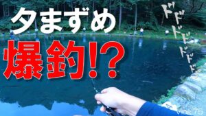 【エリアトラウト】夕まずめが予想以上にすごかった…!!【小菅トラウトガーデン】