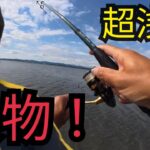 浜名湖の超浅瀬でコンパクトロッド使って釣りしたら大物が…
