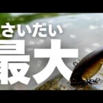 【エリアトラウト】過去最大サイズを捕獲！大物が釣れる管理釣り場で自己記録更新！蛇尾川フィッシングパークでベビーバイブが対活躍！
