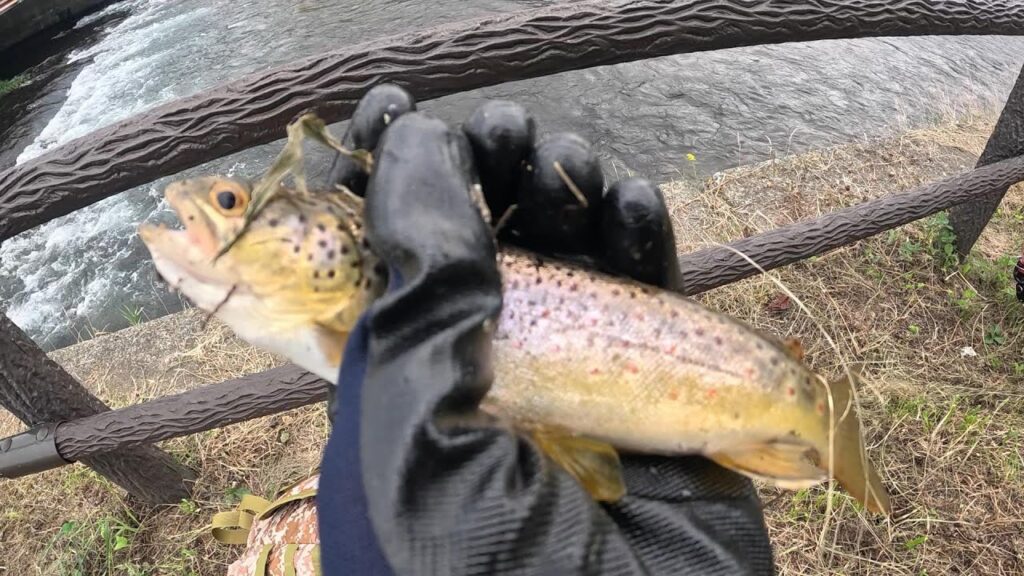 千歳川でブラウントラウトを釣って食べる