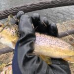 千歳川でブラウントラウトを釣って食べる