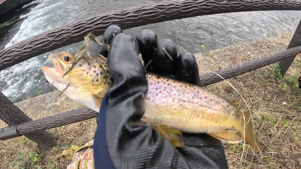 千歳川でブラウントラウトを釣って食べる