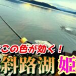 【屈斜路ヒメマス】今年のカラーはこれだ！ミノーで狙う激渋ヒメマスフィッシング･･･