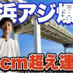 【大黒ふ頭西緑地】誰でも釣れる！足元サビキ釣りで良型アジが入れ食い状態だった！