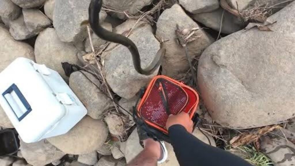 ライブ配信で使ってる川でウナギの穴釣り初挑戦してみた結果…