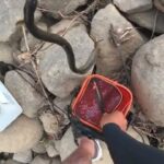 ライブ配信で使ってる川でウナギの穴釣り初挑戦してみた結果…