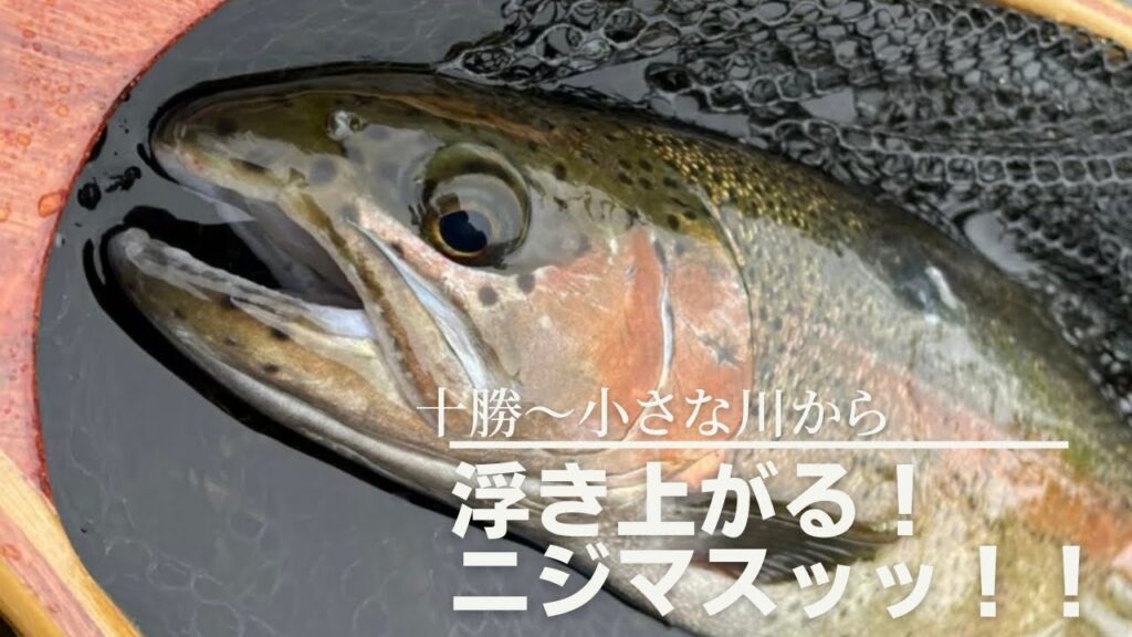 こんな川に！？デカニジマス！？#ニジマス #釣り #十勝