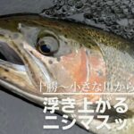 こんな川に！？デカニジマス！？#ニジマス #釣り #十勝