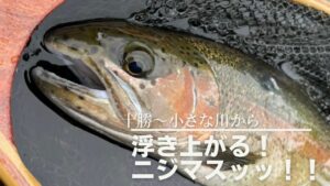 こんな川に！？デカニジマス！？#ニジマス #釣り #十勝
