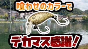 【エリアトラウト】オープン初日にデカマスを狙え！！【桂川フライルアー釣り場】