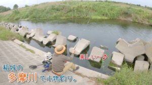 楽しい~! 多摩川なのに〇〇ばかり釣れます! 稲城の多摩川で小物釣り。