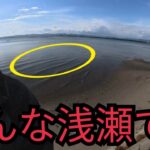 浜名湖の超浅瀬で大物釣り！