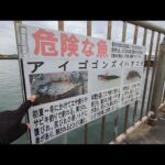 リアルな仕事前の朝マヅメ❸【浜名湖釣り】🎣