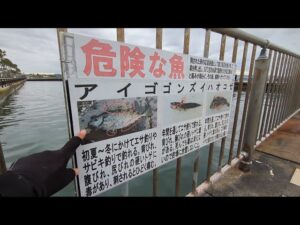 リアルな仕事前の朝マヅメ❸【浜名湖釣り】🎣