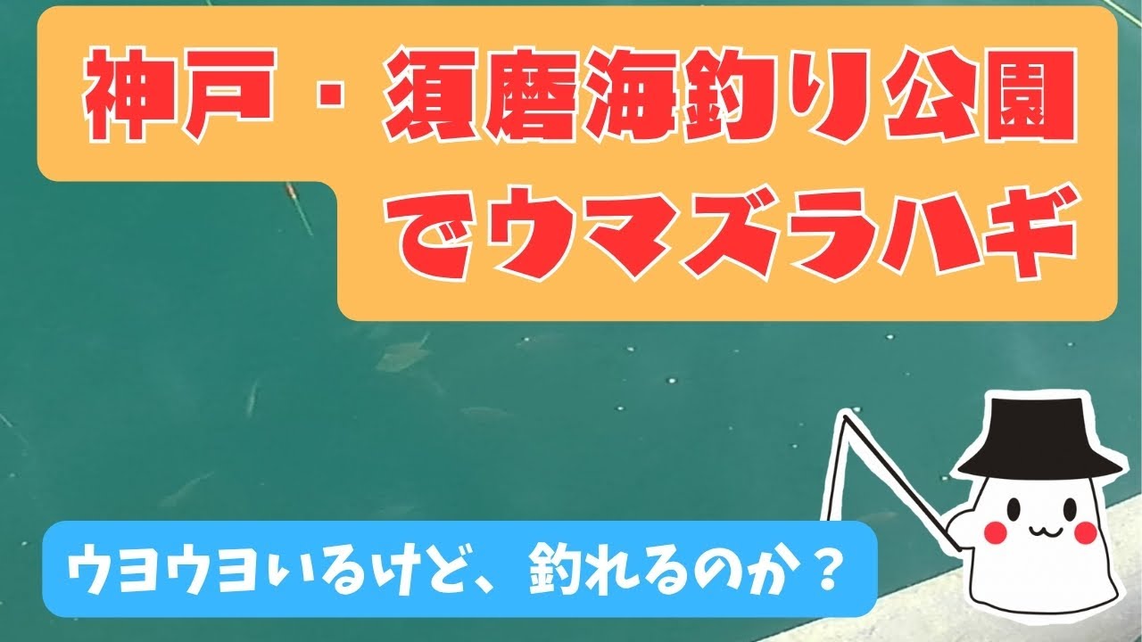 【エサは◯◯◯が釣れる】神戸・須磨海釣り公園でウマズラハギ釣り