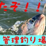 北方管理釣り場の放流攻略！？