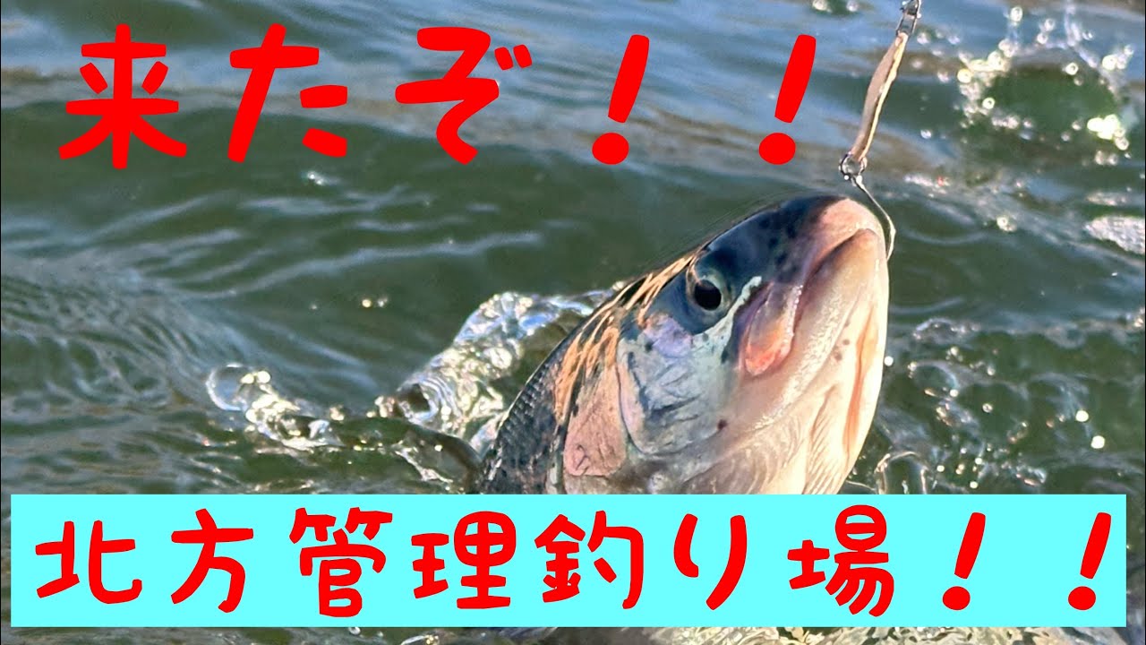 北方管理釣り場の放流攻略!?