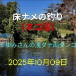 床ナメの釣り（ネコ沼）※ゆみさん浅ダナ両ダンゴ
