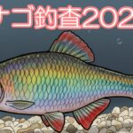 【淡水小物釣り】ﾀﾅｺﾞ調査①ｶｯﾊﾟ沼
