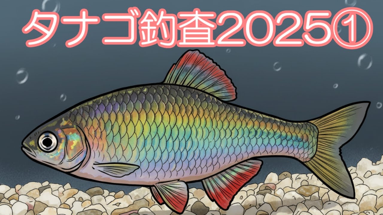 【淡水小物釣り】ﾀﾅｺﾞ調査①ｶｯﾊﾟ沼