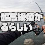 浜からのフカセ釣りで、あの『超高級魚』が釣れるらしいので挑戦してみました【黒鯛】【釣武者】
