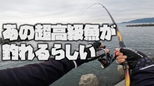 浜からのフカセ釣りで、あの『超高級魚』が釣れるらしいので挑戦してみました【黒鯛】【釣武者】