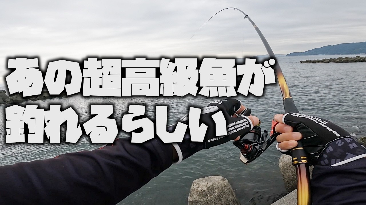 浜からのフカセ釣りで、あの『超高級魚』が釣れるらしいので挑戦してみました【黒鯛】【釣武者】