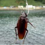 家のゴキブリを釣りエサにしたら入れ食いだった