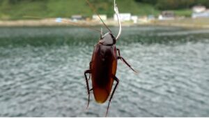 家のゴキブリを釣りエサにしたら入れ食いだった