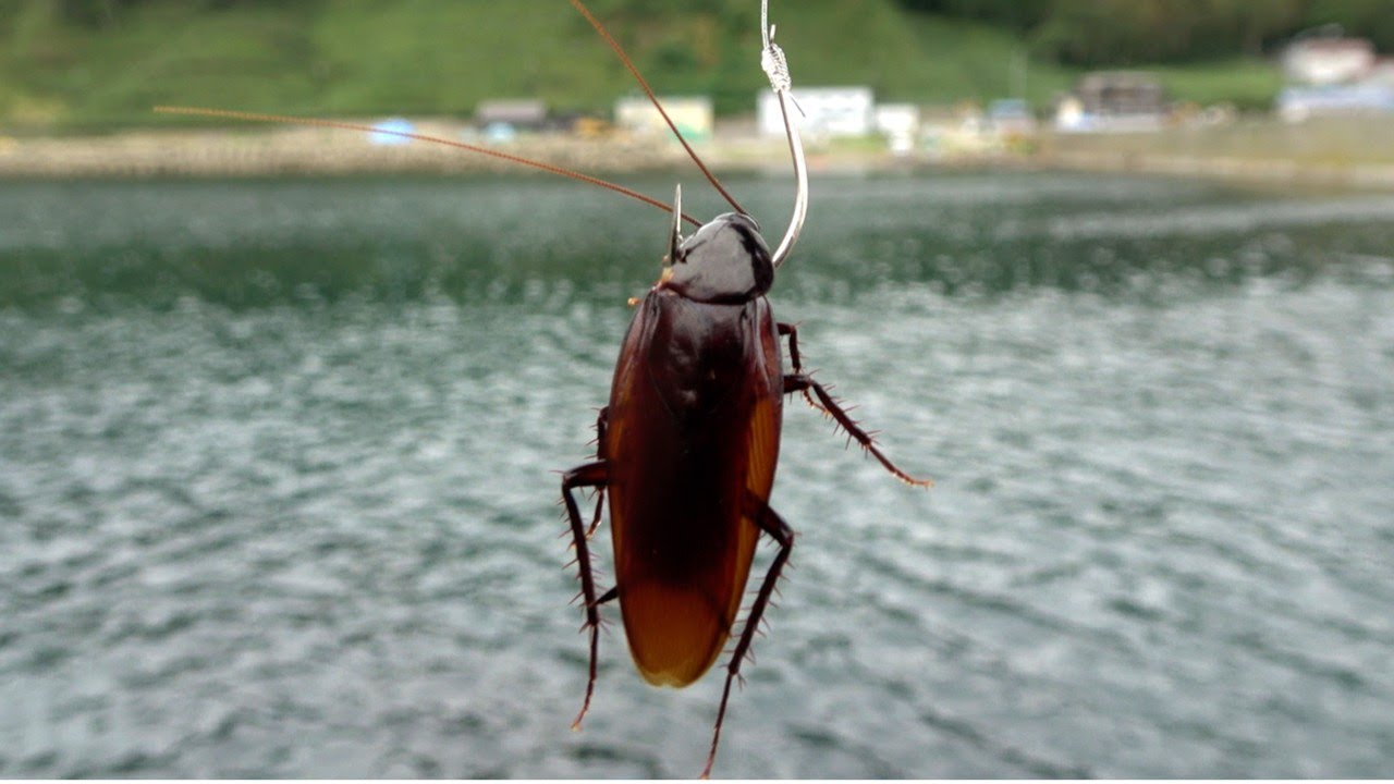 家のゴキブリを釣りエサにしたら入れ食いだった