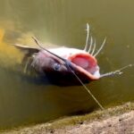 ドブのナマズを釣って調理