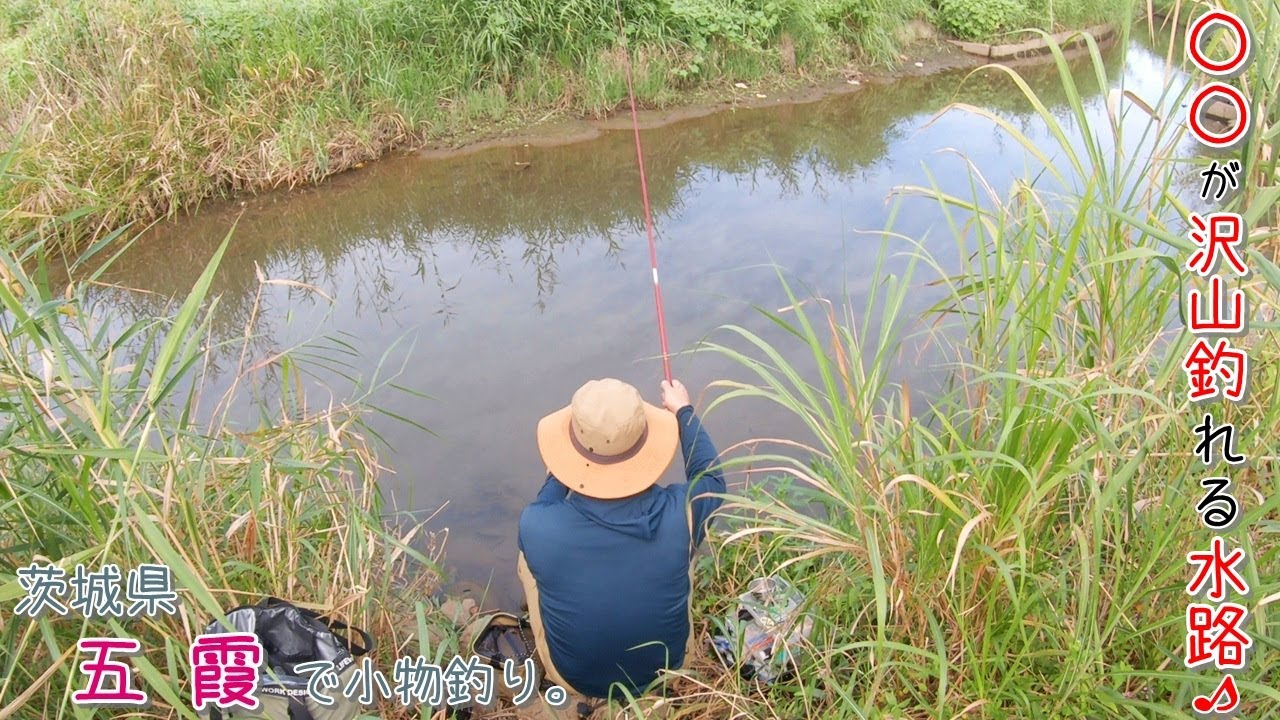 〇〇が沢山釣れる水路! 秋は水路の釣りにハマる! 茨城県 五霞で小物釣り。