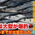 【サンマ釣り】オホーツク海でサンマが大漁！こんなに釣れていいのってぐらい凄かったけど、釣れるまで苦労しました！