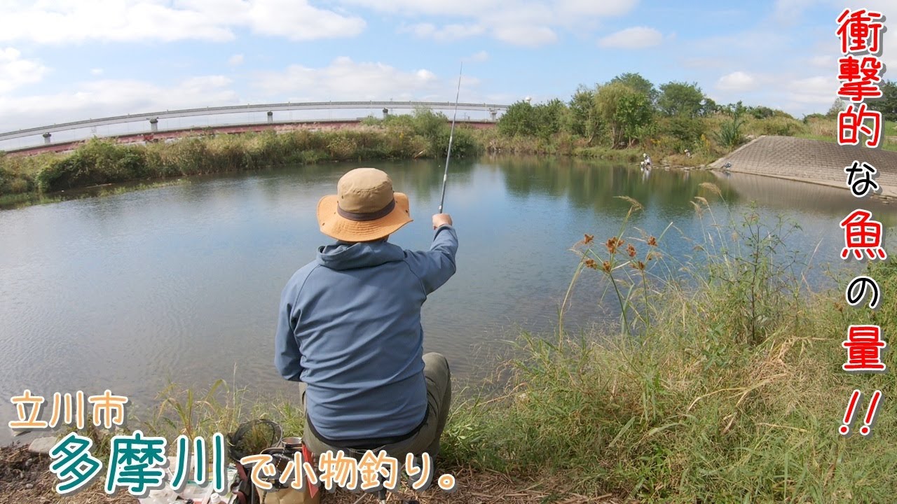 衝撃的な魚の量! ビックリしました! 立川の多摩川で小物釣り。