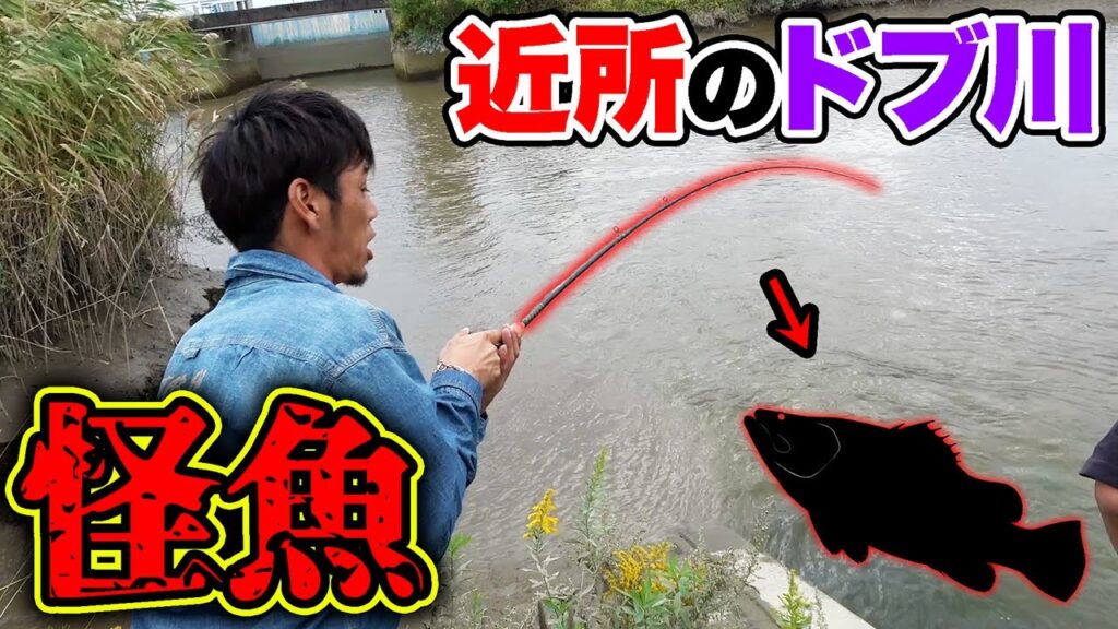 横兄と近所のドブ川に行ったら突如怪魚が...！！