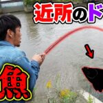 横兄と近所のドブ川に行ったら突如怪魚が...！！